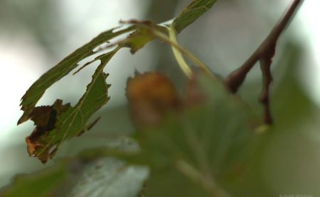 bitmap-img6