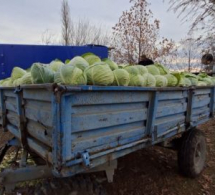 <i><b>Kələm sahələrdə qalıb - <font color=red>Fermerlər çarəsizdirlər</b></i></font>