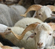 <i><b>Ət bazarında canlanma: <font color=red>Qiymətlər ucuzlaşacaq? </b></i></font>