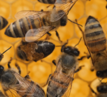 <i><b>Azərbaycana təhlükəli arılar gətirilib - <font color=red> VİDEO</b></i></font>