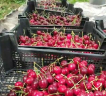 <i><b>Yayda meyvə-tərəvəzlər bahalaşa bilər - <font color=red>VİDEO</b></i></font>