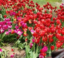 <i><b>Bulvarda əkilən gülləri kim bu hala salıb? -<font color=red> VİDEO</b></i></font>